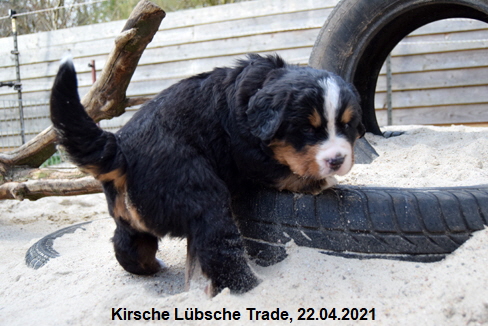 Kirsche Lbsche Trade, 22.04.2021