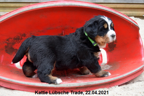 Kattie Lbsche Trade, 22.04.2021
