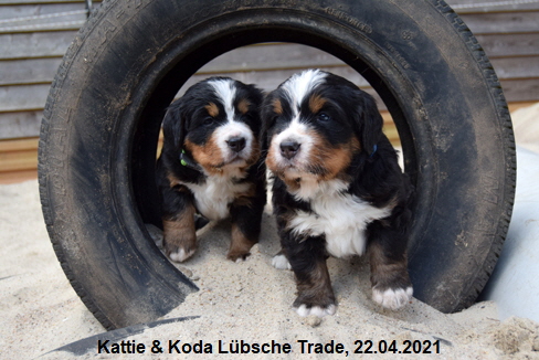 Kattie & Koda Lbsche Trade, 22.04.2021