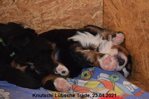 Knutschi Lbsche Trade, 23.04.2021