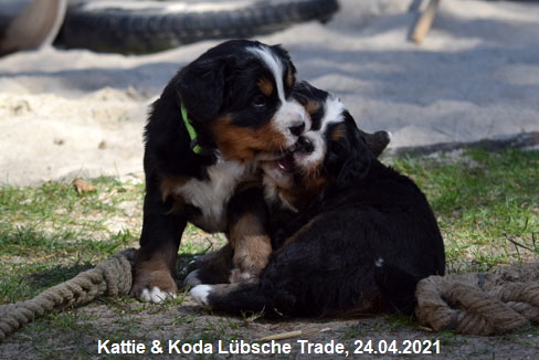 Kattie & Koda Lbsche Trade, 24.04.2021