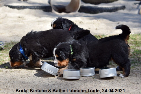 Koda, Kirsche & Kattie Lbsche Trade, 24.04.2021