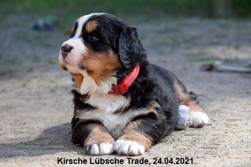 Kirsche Lbsche Trade, 24.04.2021