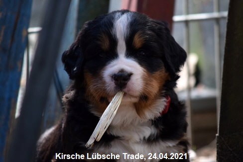 Kirsche Lbsche Trade, 24.04.2021