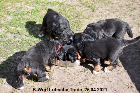 K-Wurf Lbsche Trade, 25.04.2021