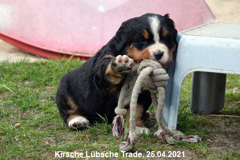 Kirsche Lbsche Trade, 25.04.2021
