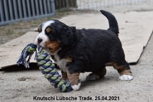 Knutschi Lbsche Trade, 25.04.2021