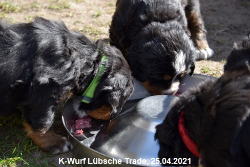 K-Wurf Lbsche Trade, 25.04.2021