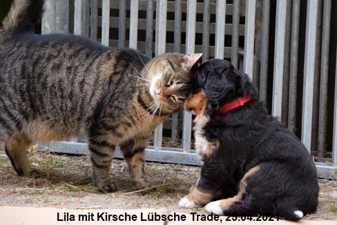 Lila mit Kirsche Lbsche Trade, 25.04.2021