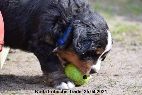 Koda Lbsche Trade, 25.04.2021
