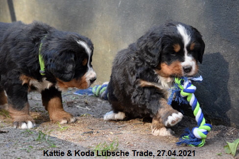 Kattie & Koda Lbsche Trade, 27.04.2021