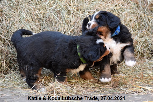 Kattie & Koda Lbsche Trade, 27.04.2021