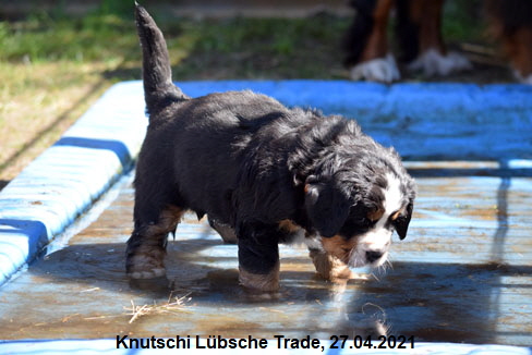 Knutschi Lbsche Trade, 27.04.2021
