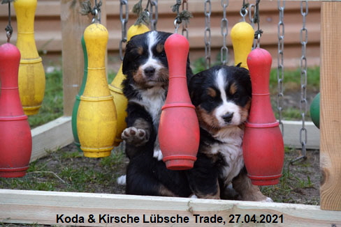 Koda & Kirsche Lbsche Trade, 27.04.2021