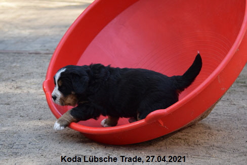 Koda Lbsche Trade, 27.04.2021