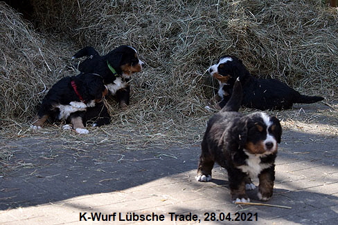 K-Wurf Lbsche Trade, 28.04.2021