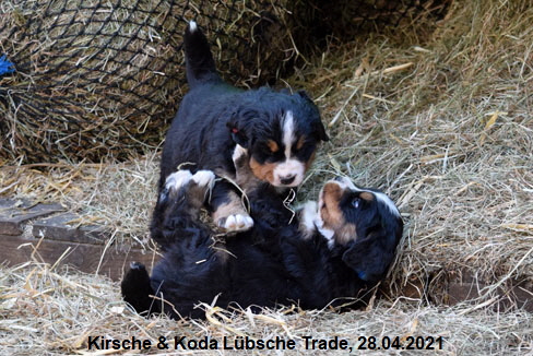 Kirsche & Koda Lbsche Trade, 28.04.2021