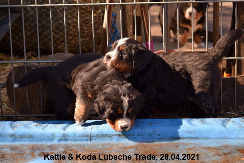 Kattie & Koda Lbsche Trade, 28.04.2021