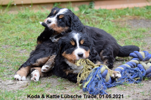 Koda & Kattie Lbsche Trade, 01.05.2021