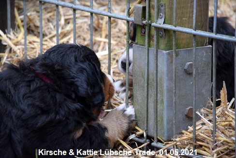 Kirsche & Kattie Lbsche Trade, 01.05.2021