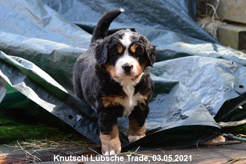 Knutschi Lbsche Trade, 03.05.2021