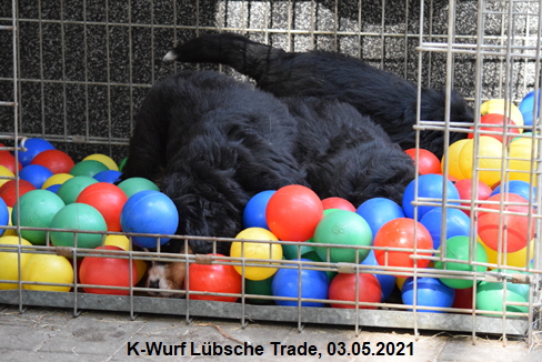 K-Wurf Lbsche Trade, 03.05.2021