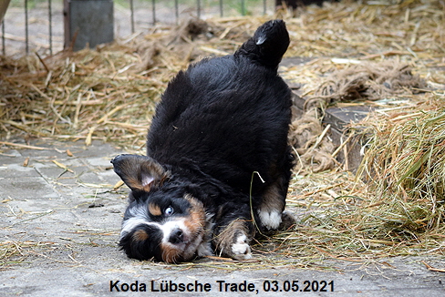 Koda Lbsche Trade, 03.05.2021