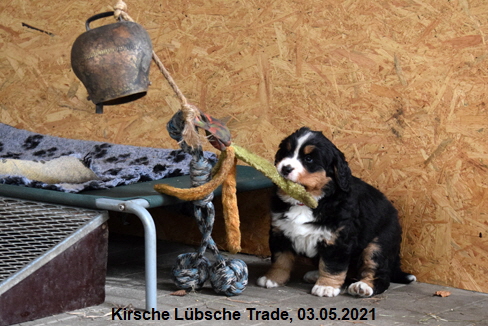 Kirsche Lbsche Trade, 03.05.2021