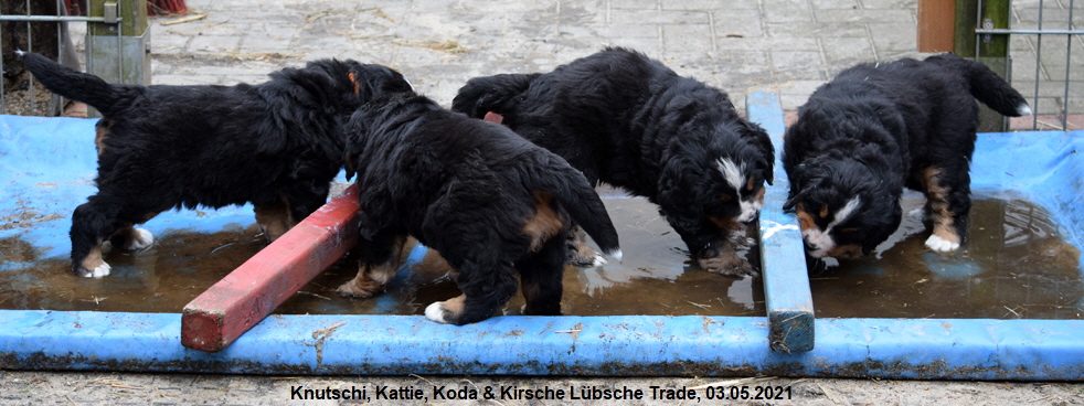 Knutschi, Kattie, Koda & Kirsche Lbsche Trade, 03.05.2021