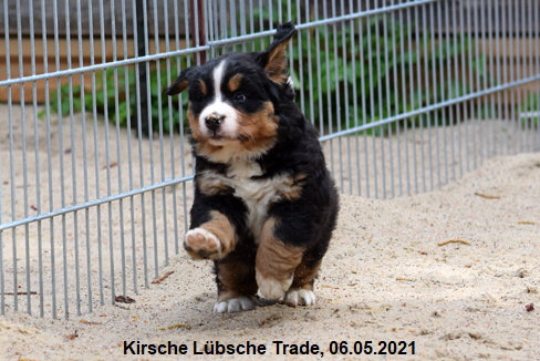 Kirsche Lbsche Trade, 06.05.2021