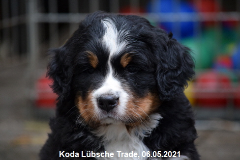 Koda Lbsche Trade, 06.05.2021