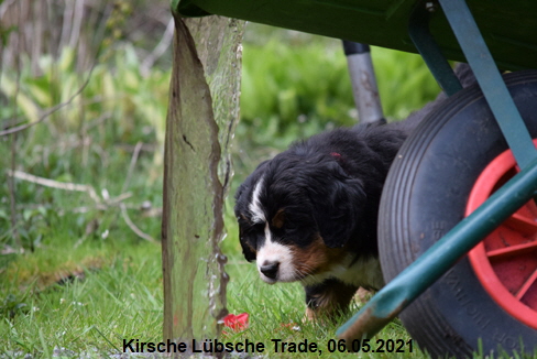 Kirsche Lbsche Trade, 06.05.2021