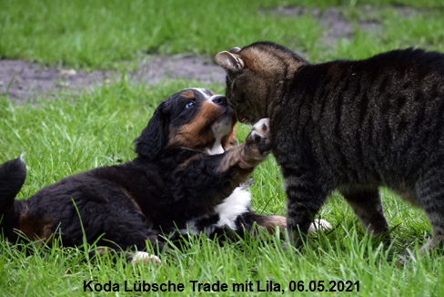Koda Lbsche Trade mit Lila, 06.05.2021