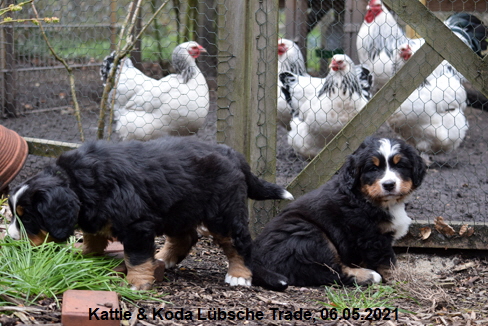 Kattie & Koda Lbsche Trade, 06.05.2021