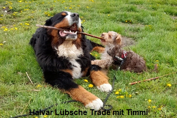 Halvar Lbsche Trade mit Timmi