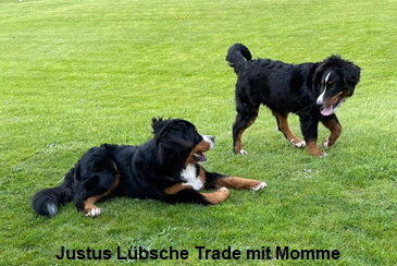Justus Lbsche Trade mit Momme