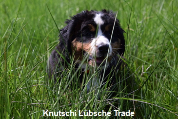 Knutschi Lbsche Trade