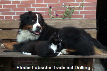 Elodie Lbsche Trade mit Drilling