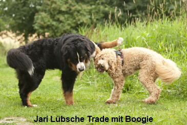 Jari Lbsche Trade mit Boogie