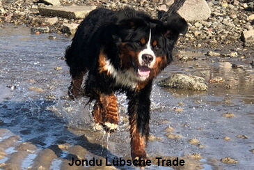 Jondu Lübsche Trade