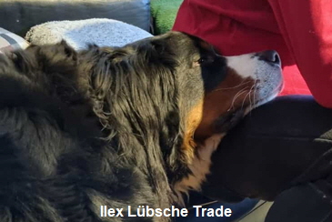 Ilex Lübsche Trade