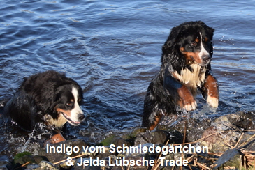Indigo vom Schmiedegärtchen & Jelda Lübsche Trade