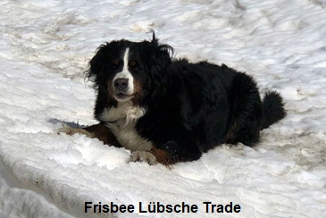 Frisbee Lübsche Trade