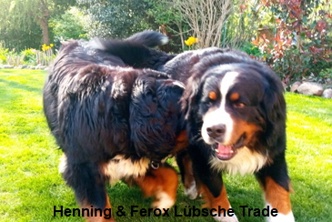 Henning & Ferox Lübsche Trade
