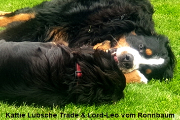 Kattie Lübsche Trade & Lord-Leo vom Rönnbaum