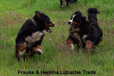 Frauke & Hemma Lübsche Trade