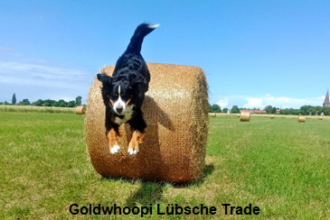 Goldwhoopi Lübsche Trade