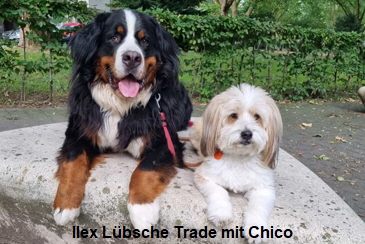 Ilex Lübsche Trade mit Chico