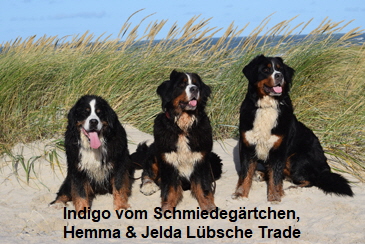 Indigo vom Schmiedegärtchen, Hemma & Jelda Lübsche Trade