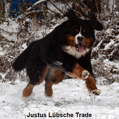 Justus Lübsche Trade